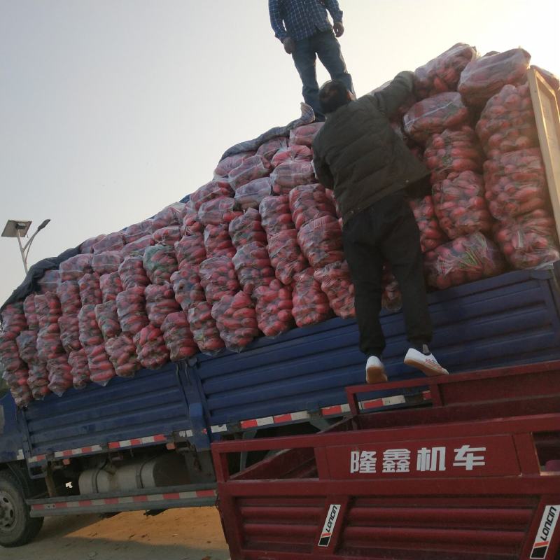需要萝卜的请与我联系