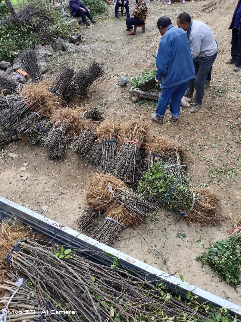 花椒树苗，大红袍花椒苗