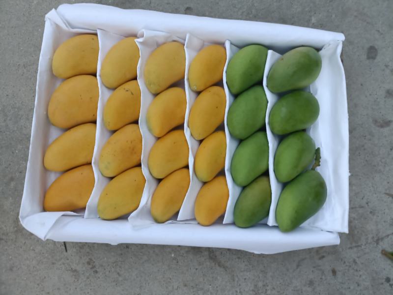 海南精品热带水果一级台龙芒果货源充足价格美丽