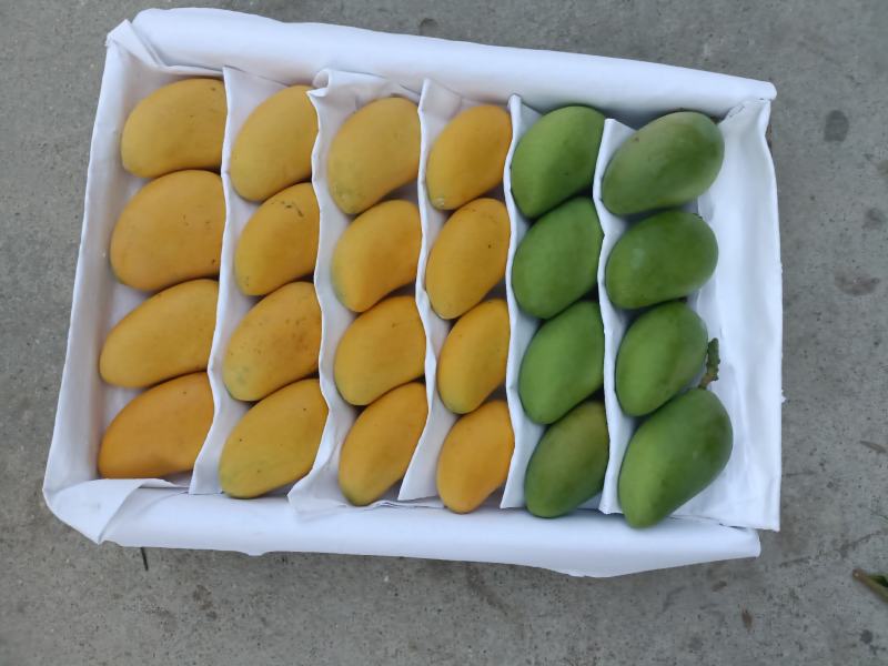 海南精品热带水果一级台龙芒果货源充足价格美丽