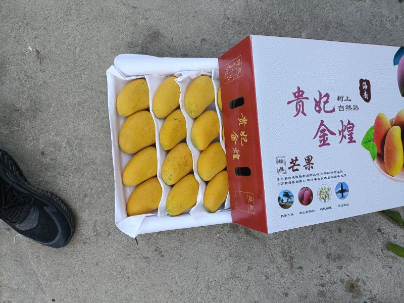 海南精品热带水果一级台龙芒果货源充足价格美丽