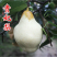新品种贵妃梨树苗南方北方果园种植五九香梨树苗香蕉梨苗当年
