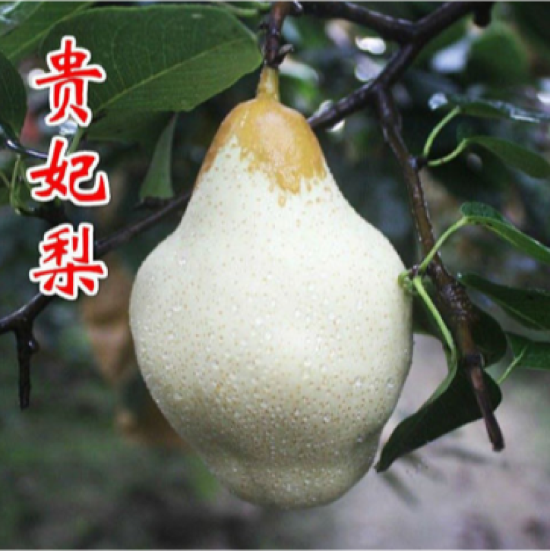 新品种贵妃梨树苗南方北方果园种植五九香梨树苗香蕉梨苗当年