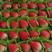 甜宝草莓优质江苏草莓商超品质酸甜可口货量充足长期供应