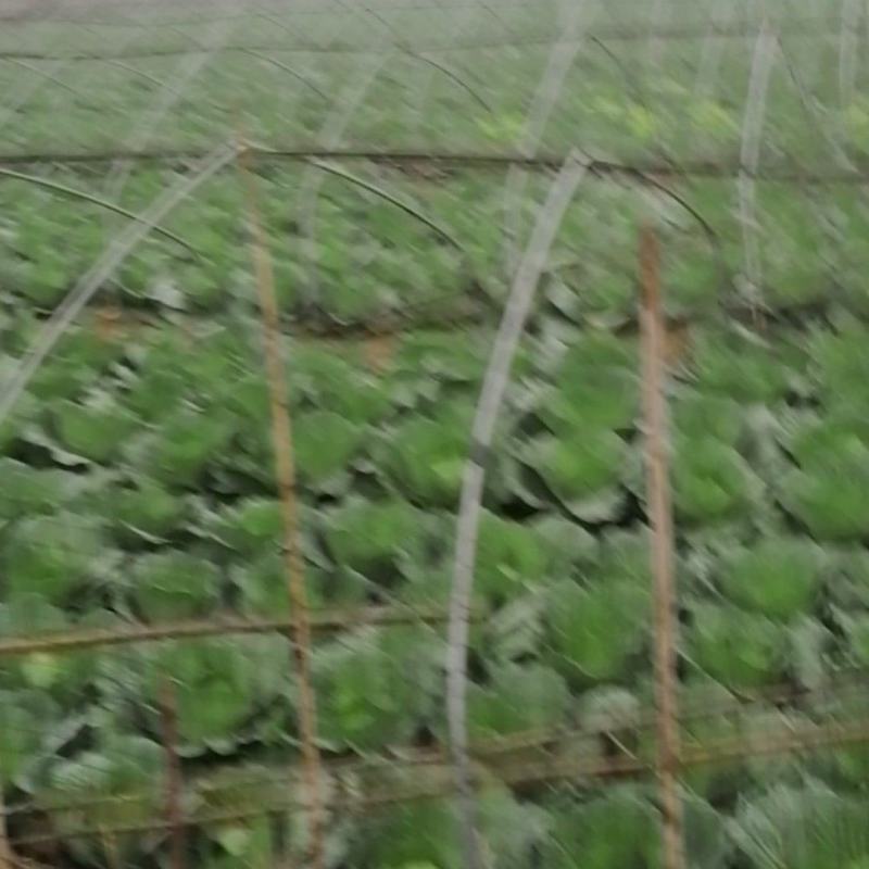 甘蓝