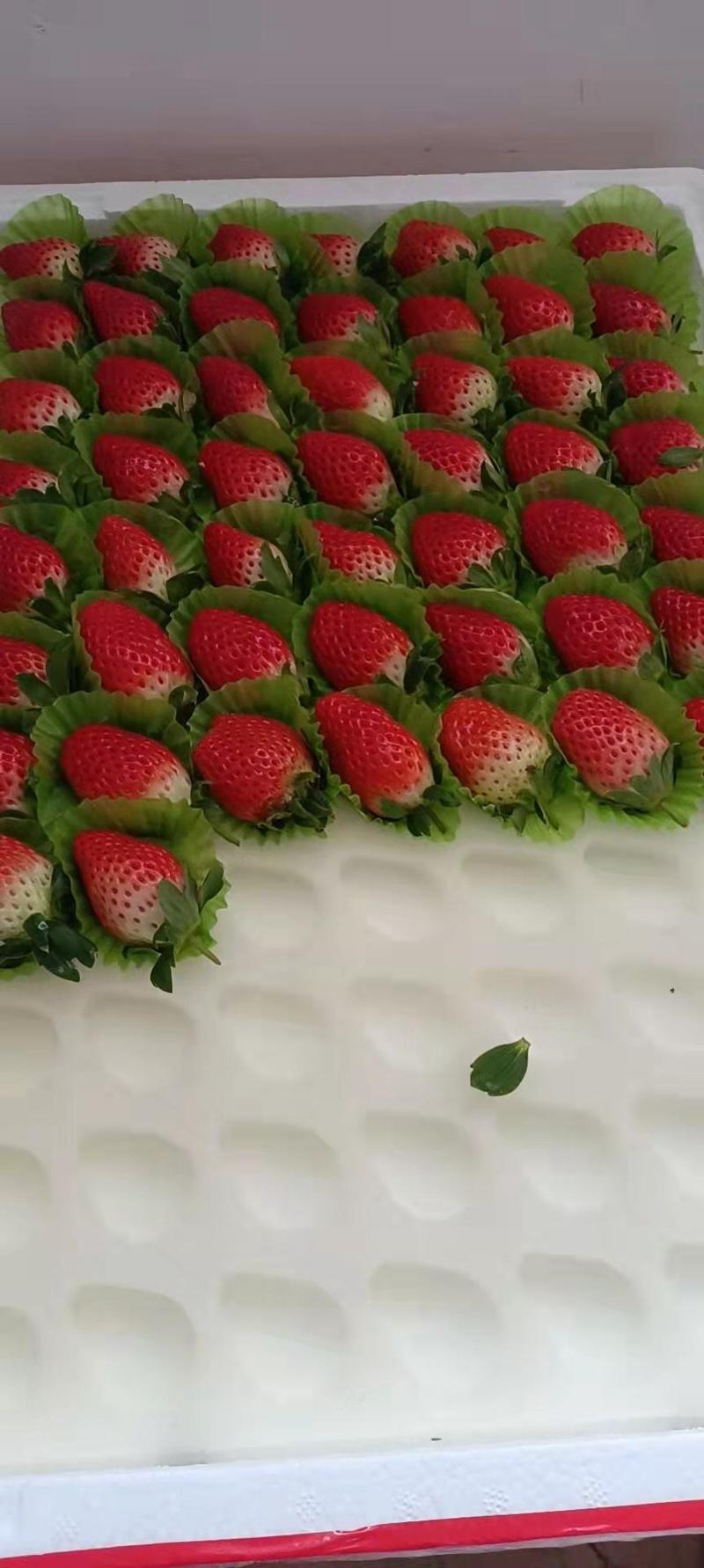 江苏草莓甜宝草莓商超连锁店专供品质好可视频看货货量足