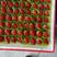 江苏草莓甜宝草莓商超连锁店专供品质好可视频看货货量足