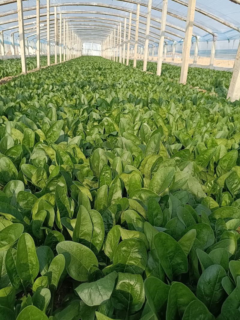 优质大叶菠菜，做工精细，诚信为本，保证质量