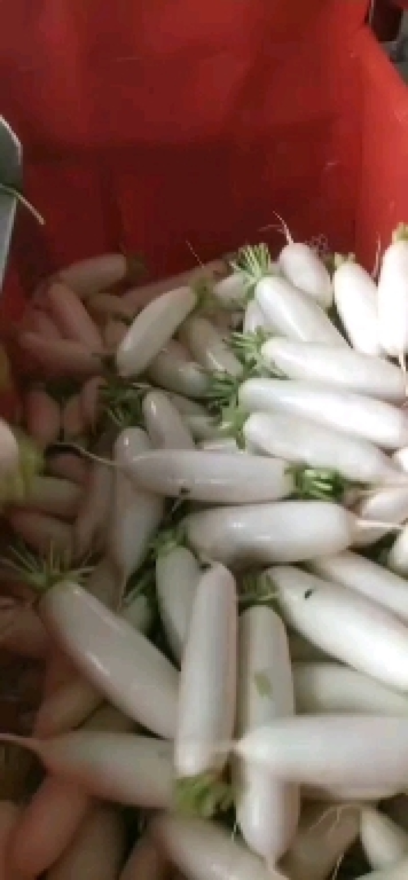 白萝卜