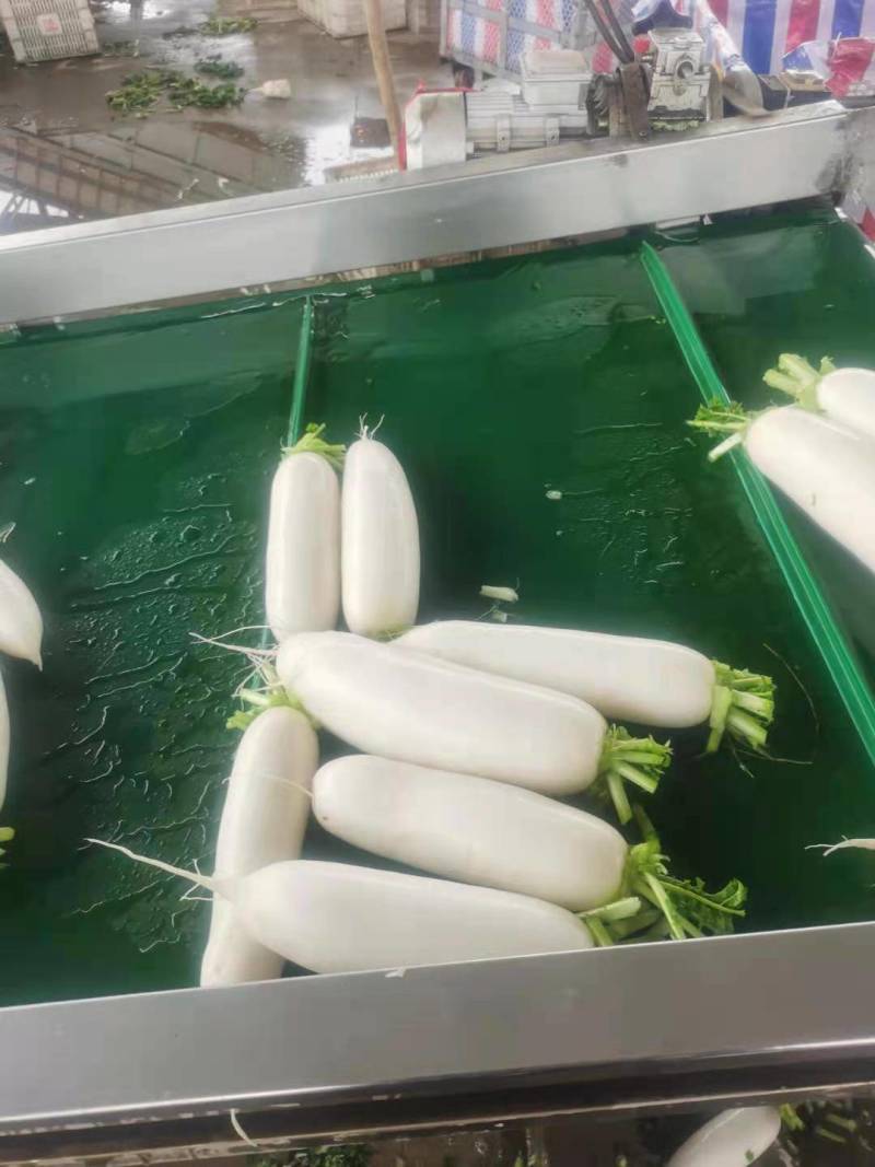 白萝卜