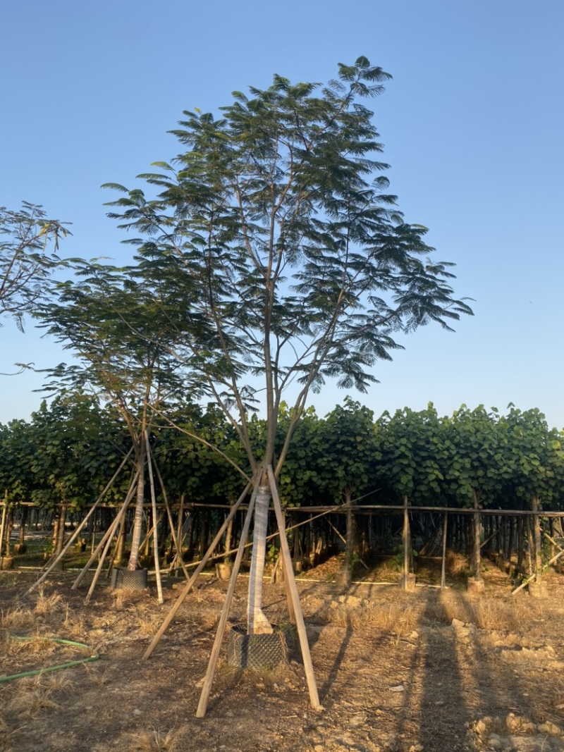 凤凰木全冠，12-18分各种规格齐全。货量充足，欢迎联系