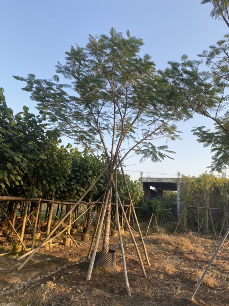 凤凰木全冠，12-18分各种规格齐全。货量充足，欢迎联系