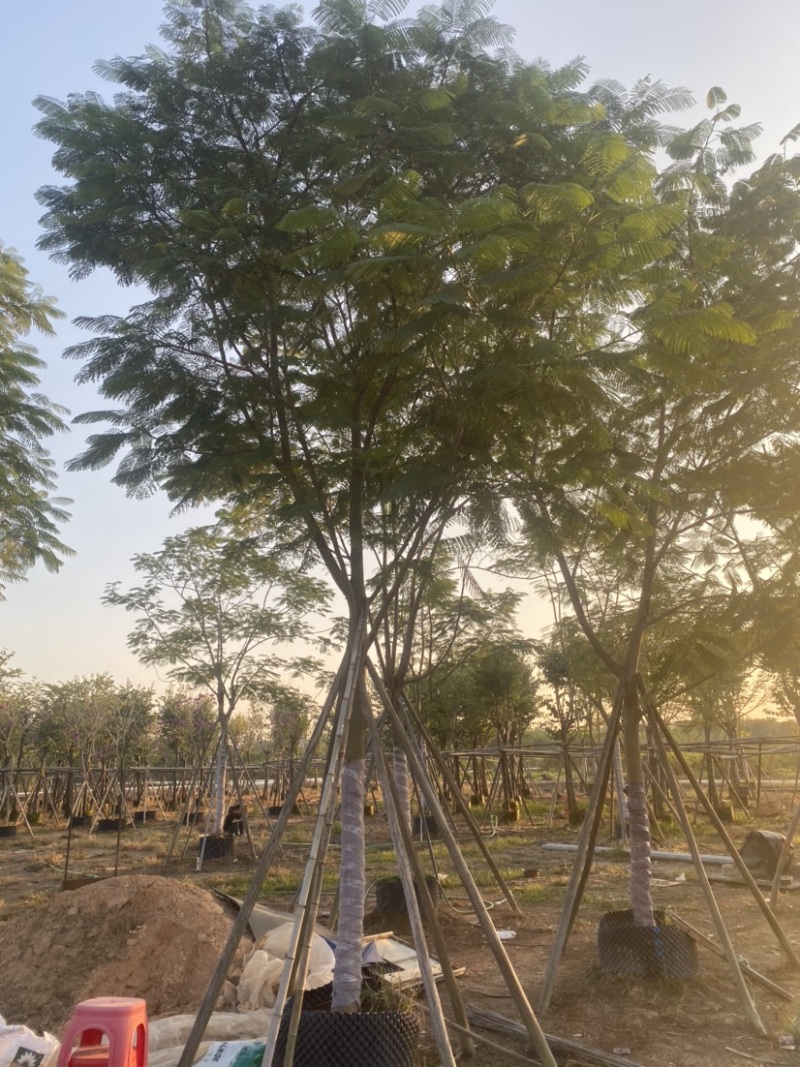 凤凰木全冠，12-18分各种规格齐全。货量充足，欢迎联系