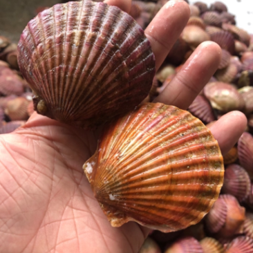 鲜活港湾贝，小红贝，小扇贝，欢迎选购，自助餐精品