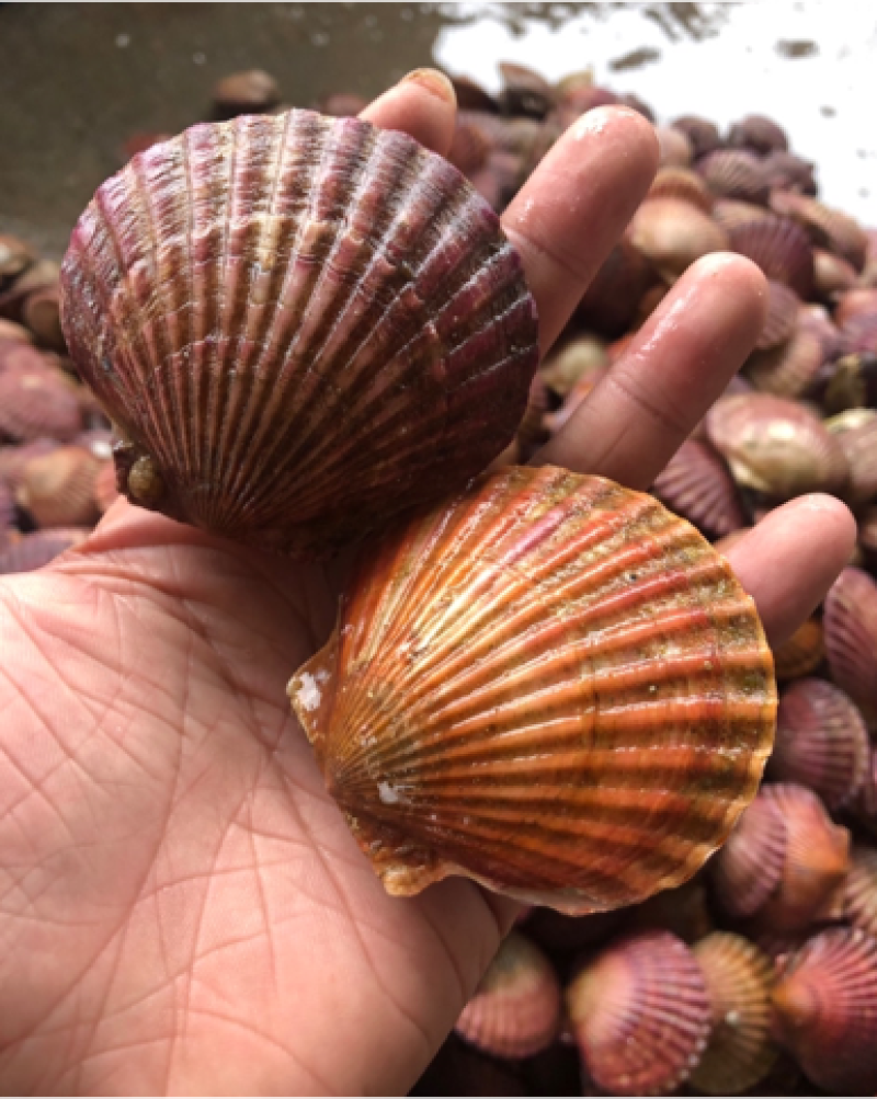 鲜活港湾贝，小红贝，小扇贝，欢迎选购，自助餐精品