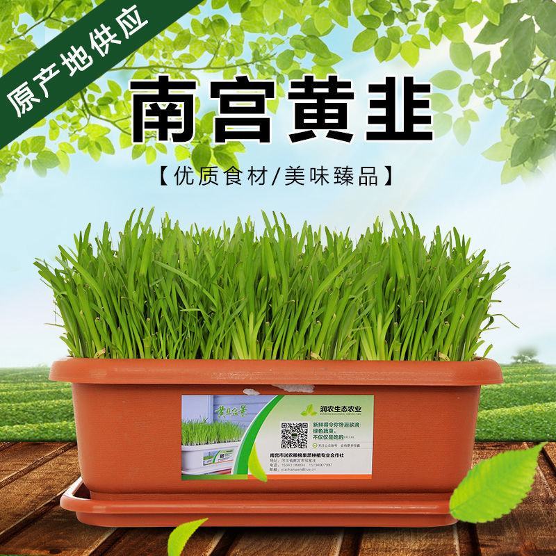 韭菜根盆韭南宫黄韭韭菜产地批发全国一件代发