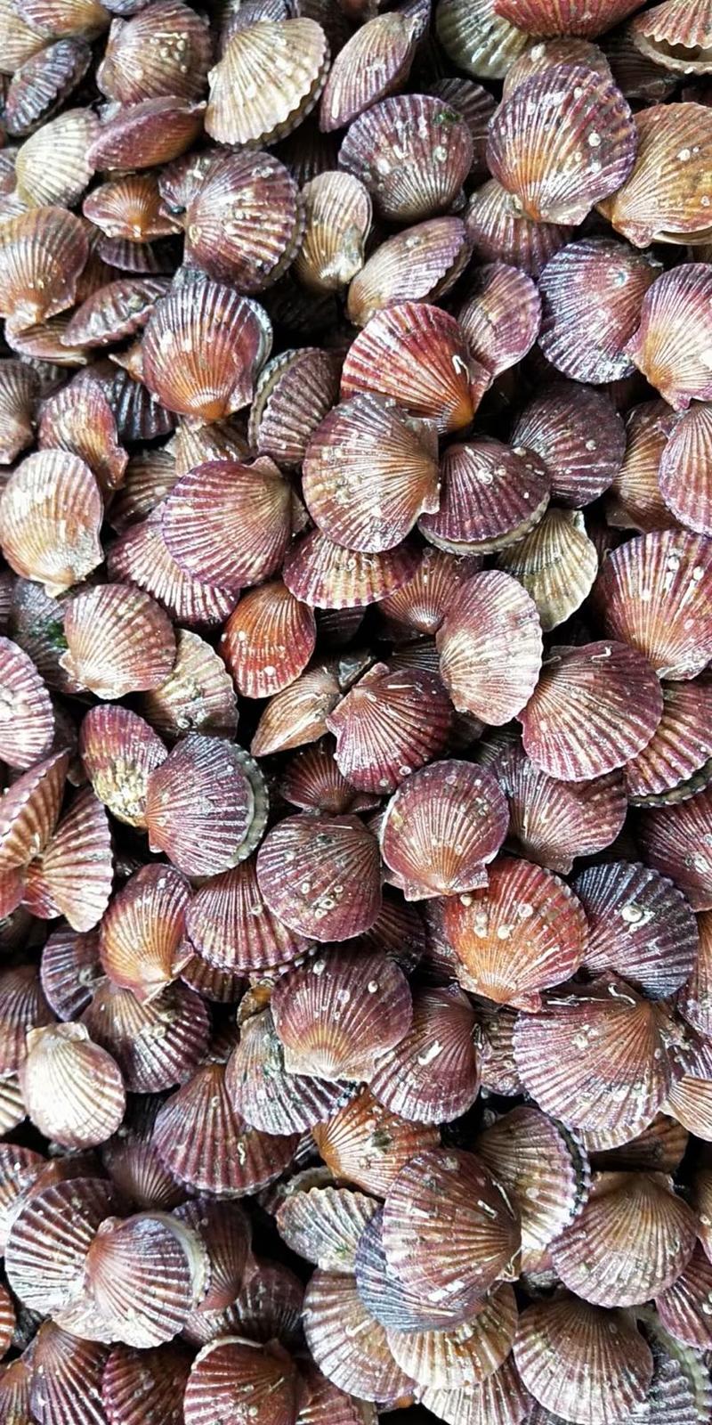 鲜活港湾贝，小红贝肉质肥美，价格便宜，可以全国发货