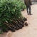 永安批发贵州特晚熟桂圆苗，荔枝苗，各种水果苗、珍惜苗木。