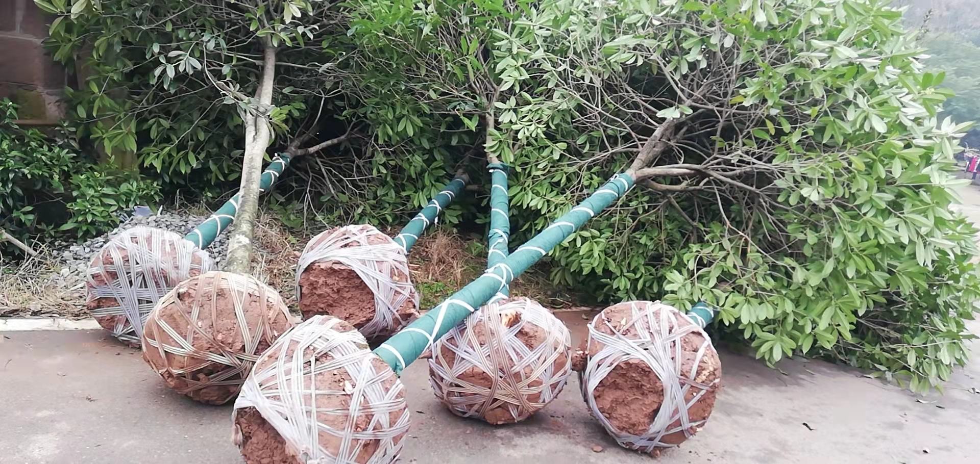 一辆蓝色货运卡车停靠在苗圃路边,数名工人正将五公分红叶石楠逐棵抬上车,每株苗木根部均用麻绳和无纺布严密包裹土球,树干用草绳缠绕保护,准备发往外地工程项目现场 五公分红叶石楠装车发货现场,卡车旁堆放着多株包裹土球的苗木