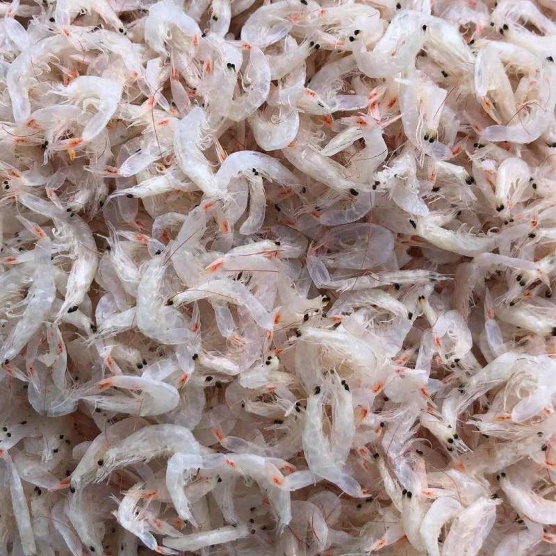 虾皮淡干无盐虾皮个大肉厚晶莹剔透有食欲供应电商
