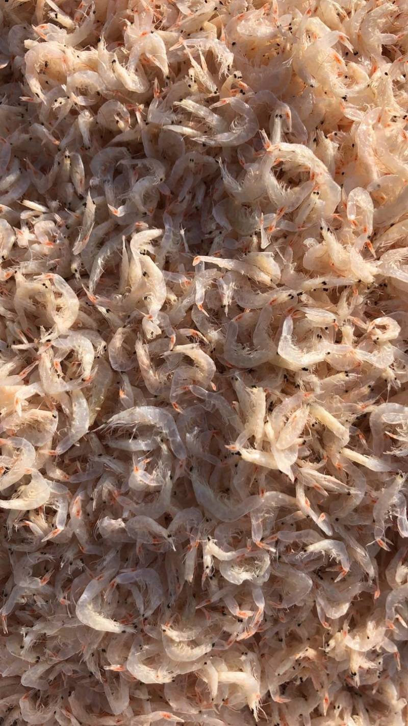 虾皮淡干无盐虾皮个大肉厚晶莹剔透有食欲供应电商