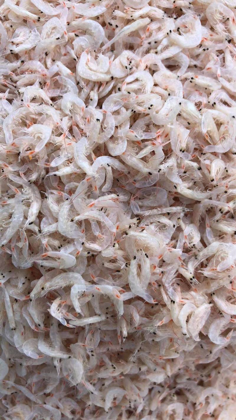 虾皮淡干无盐虾皮个大肉厚晶莹剔透有食欲供应电商