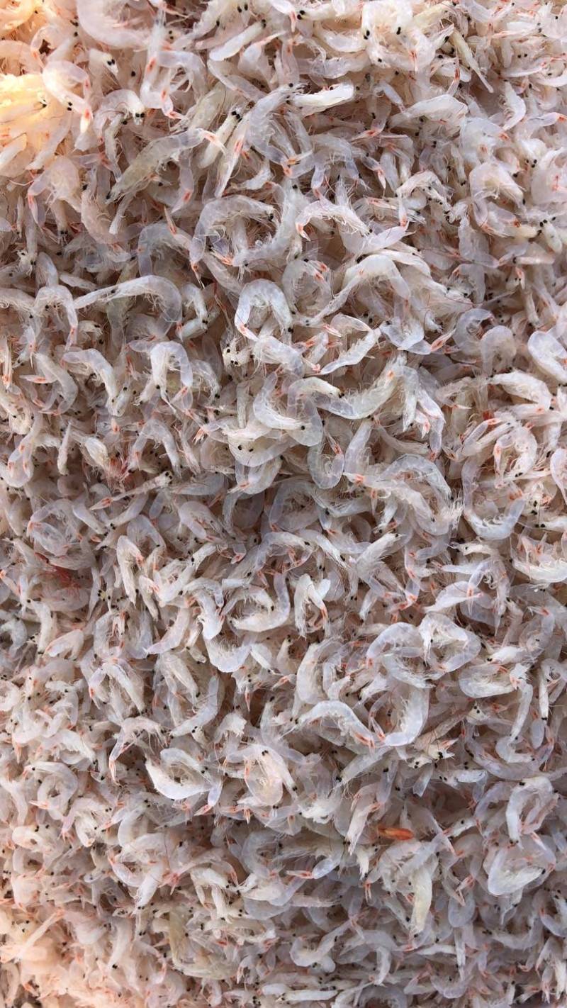 虾皮淡干无盐虾皮个大肉厚晶莹剔透有食欲供应电商
