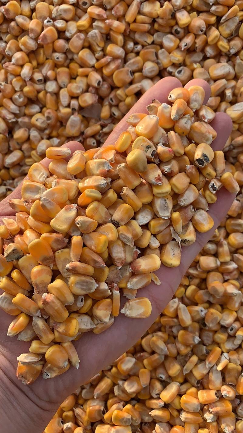 河北地区玉米粒，潮粮，水分23以下，价格便宜