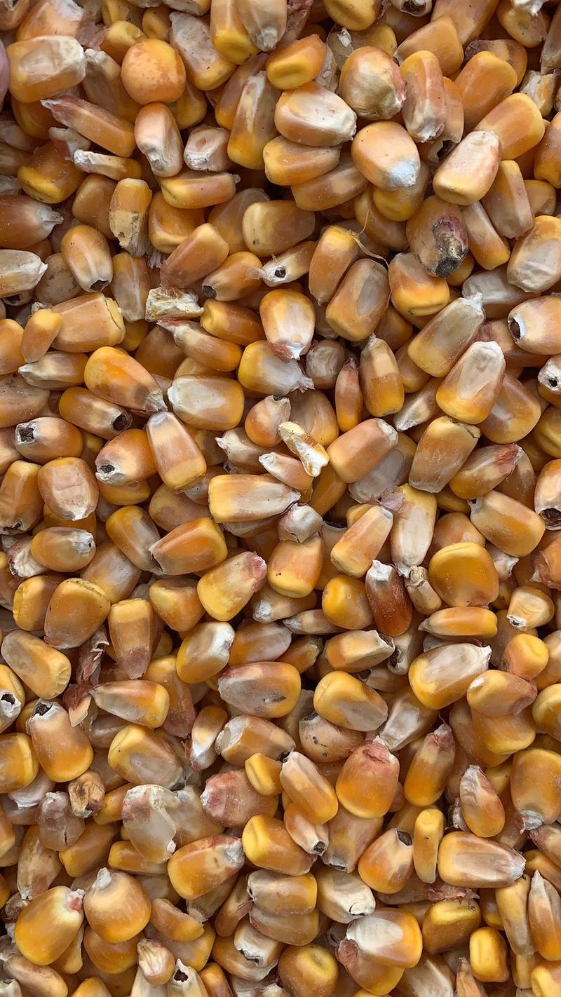 河北地区玉米粒，潮粮，水分23以下，价格便宜
