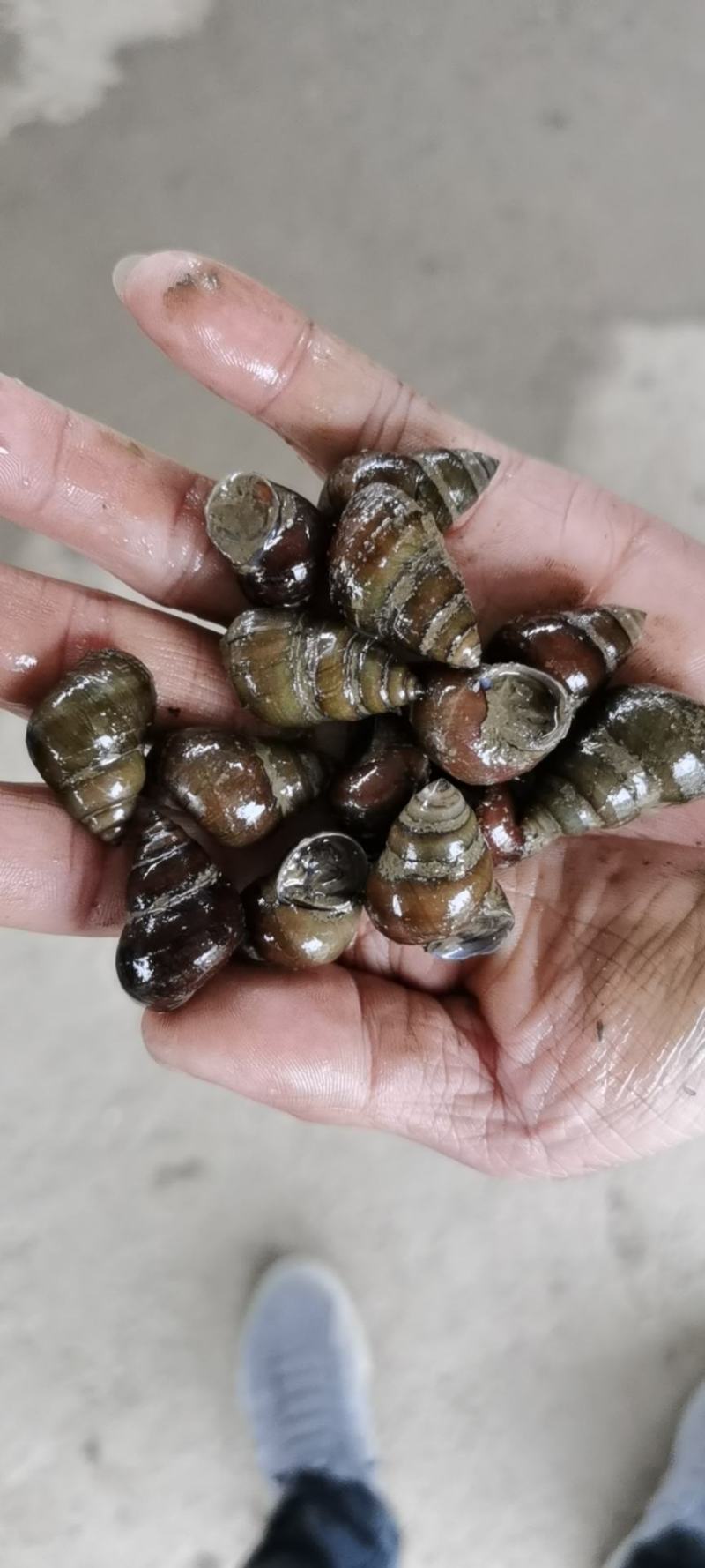 诚信水产螺狮批发，一手货源，诚信经营，人工捕捞，保证新鲜