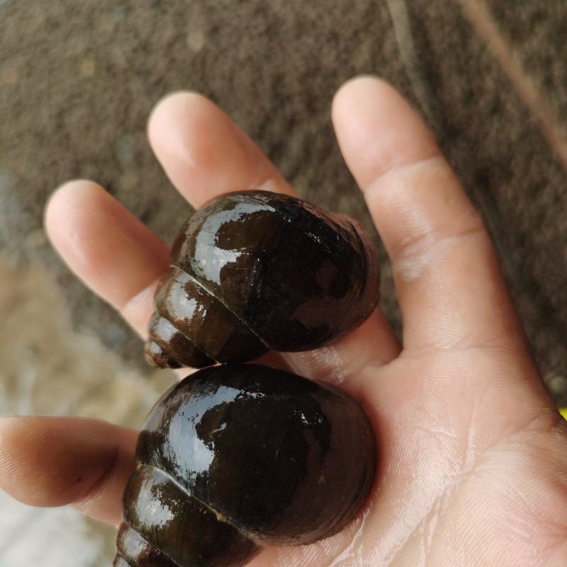 诚信水产螺狮批发，一手货源，诚信经营，人工捕捞，保证新鲜