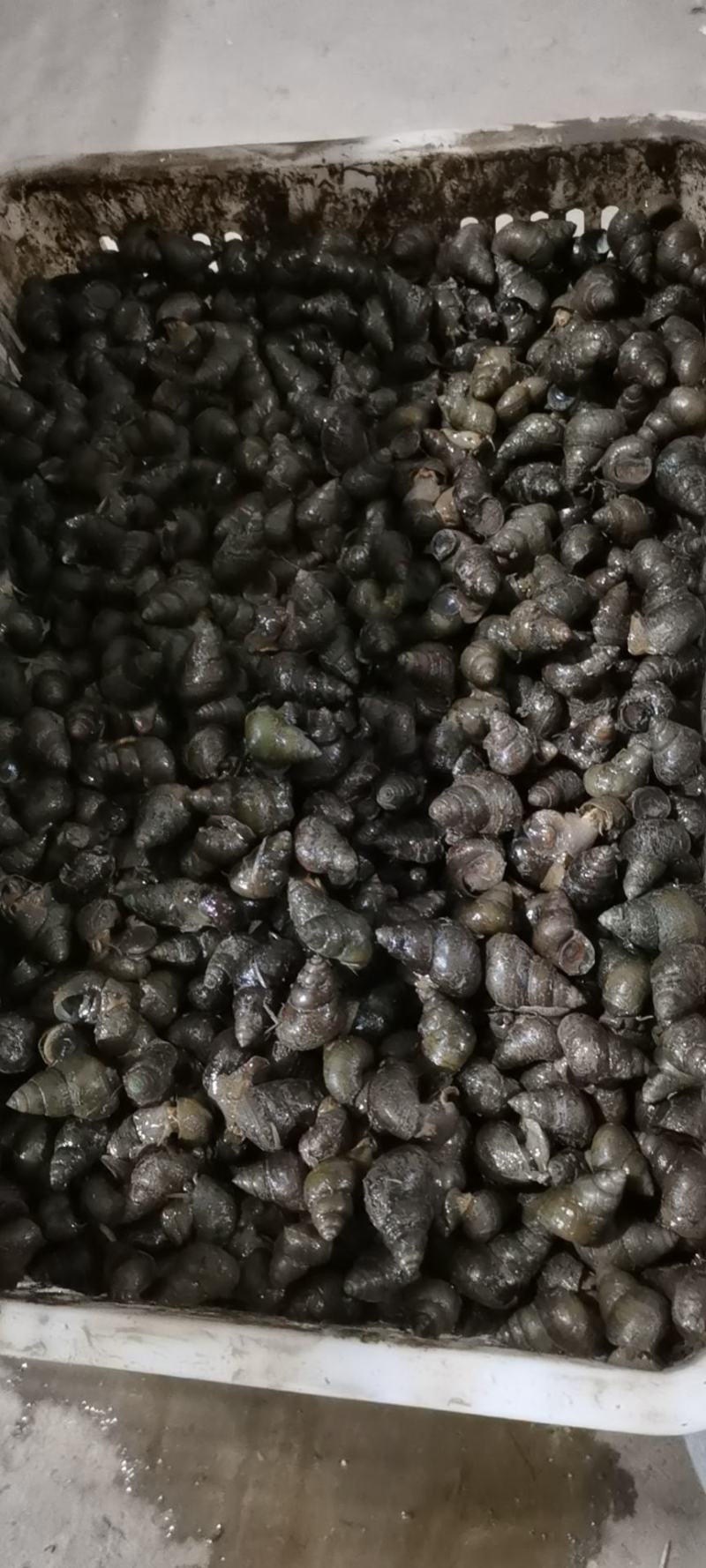 诚信水产螺狮批发，一手货源，诚信经营，人工捕捞，保证新鲜