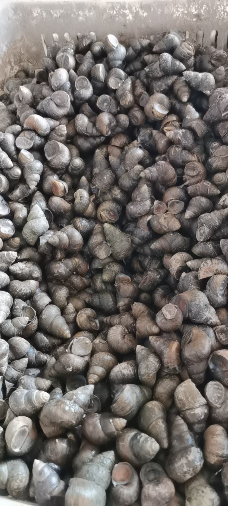 诚信水产螺狮批发，一手货源，诚信经营，人工捕捞，保证新鲜