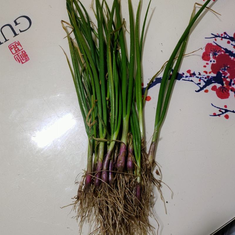 红皮洋葱苗二红半高桩高产洋葱苗耐储存洋葱秧苗苗子山东产地