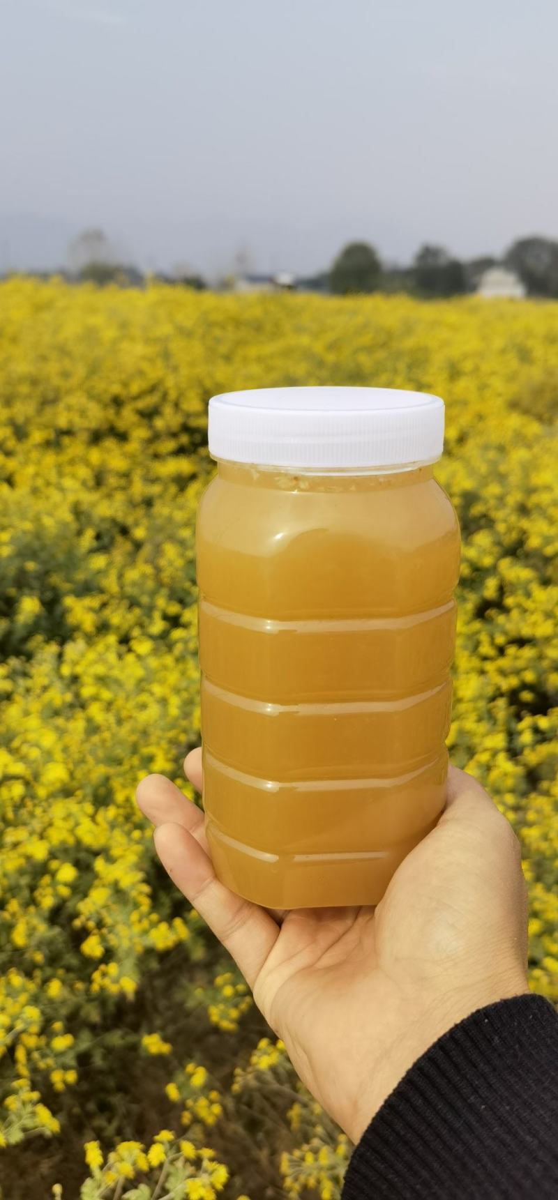 一年取一次的土蜂蜜