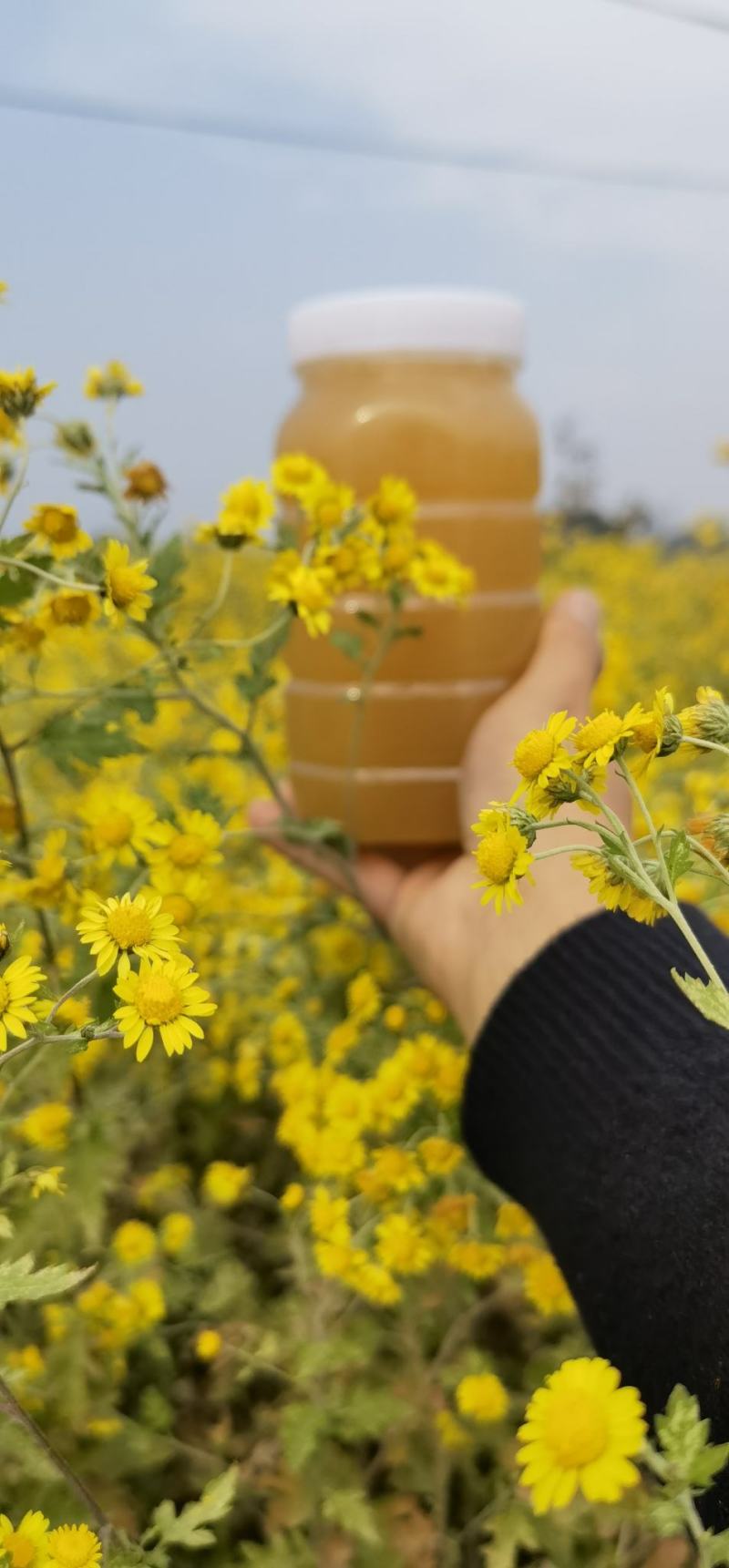 一年取一次的土蜂蜜