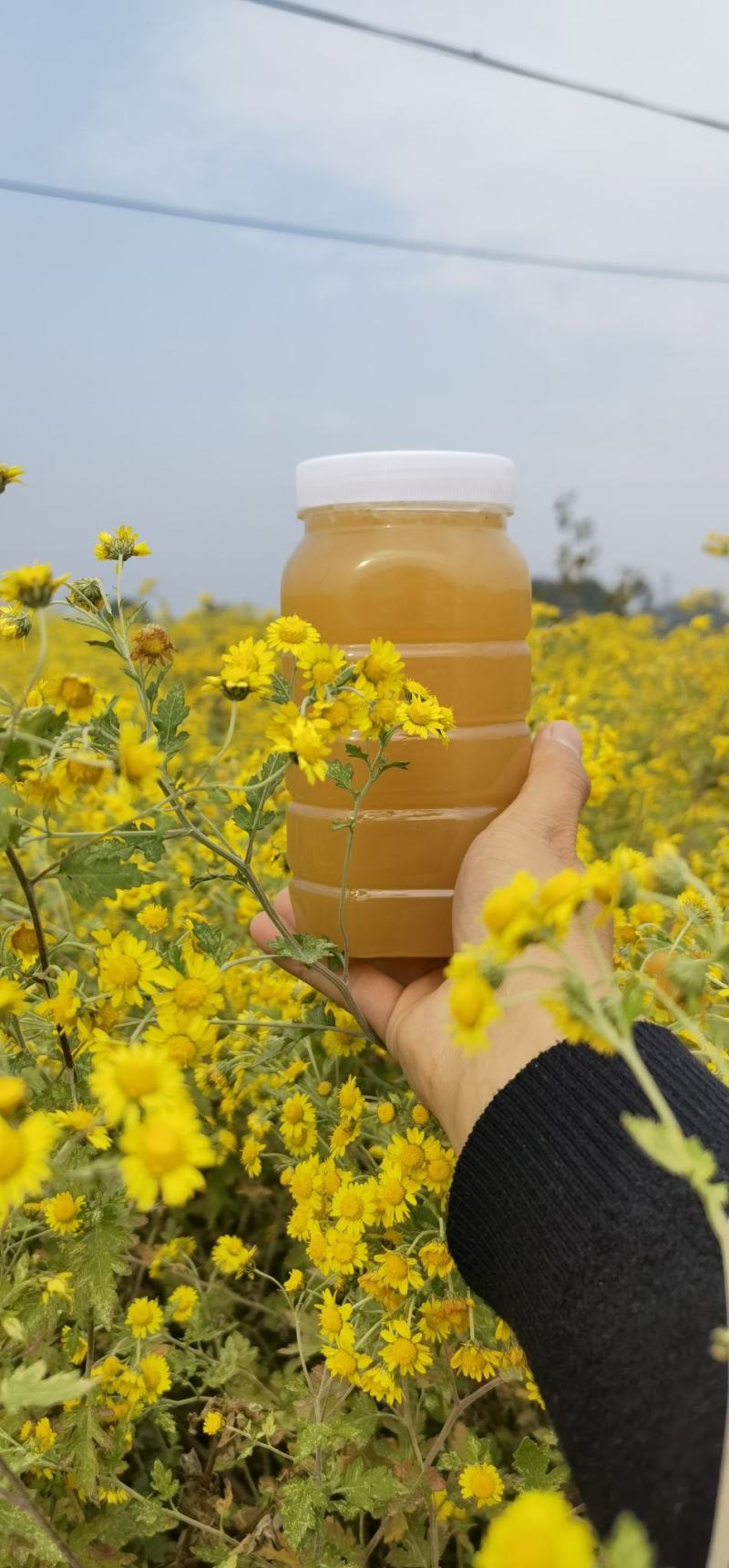 一年取一次的土蜂蜜