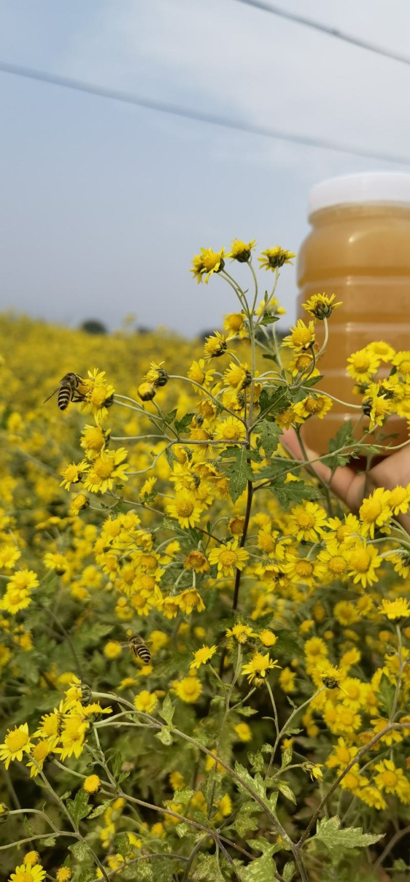 一年取一次的土蜂蜜