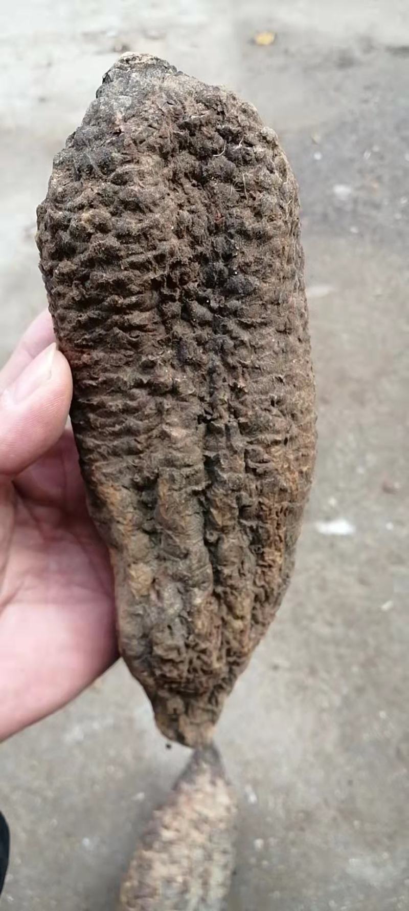 【牛商推荐】肉苁蓉大云大芸肉苁蓉一公斤起批