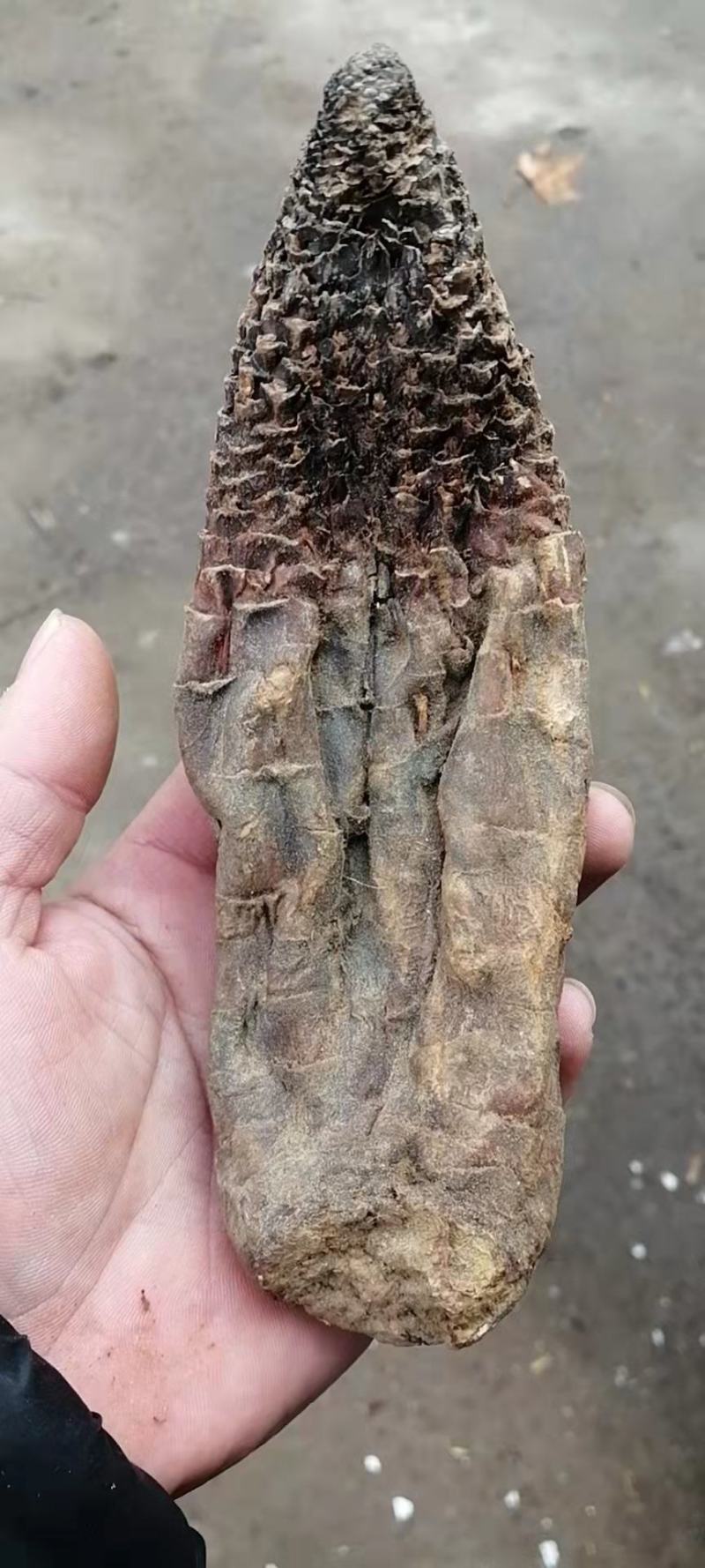【牛商推荐】肉苁蓉大云大芸肉苁蓉一公斤起批