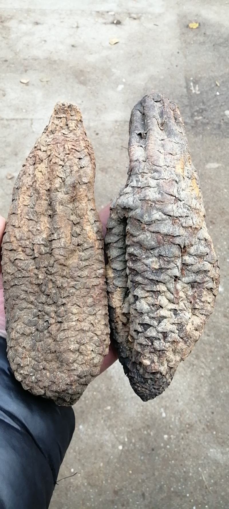 【牛商推荐】肉苁蓉大云大芸肉苁蓉一公斤起批