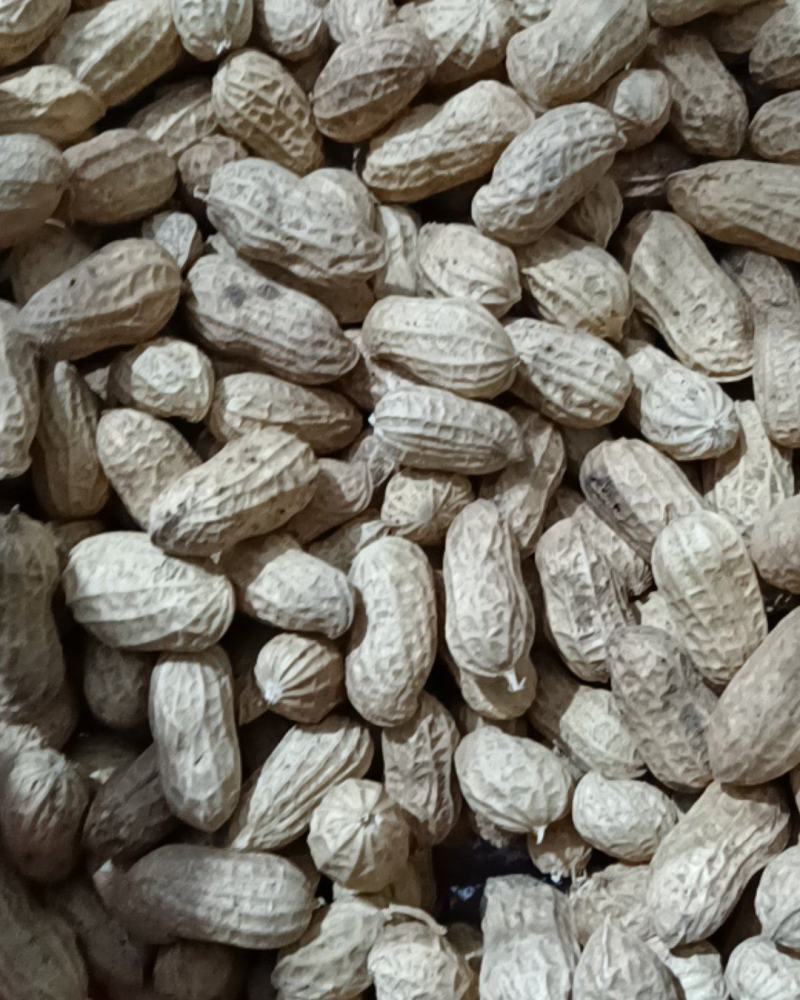 白沙双仁果，花育种子果，炒货果