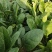 大叶菠菜15公分左右，小棵菠菜马上上市支持各种包装包邮