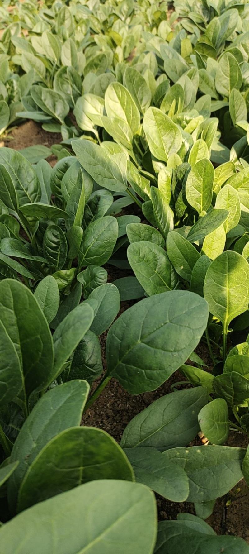大叶菠菜15公分左右，小棵菠菜马上上市支持各种包装包邮