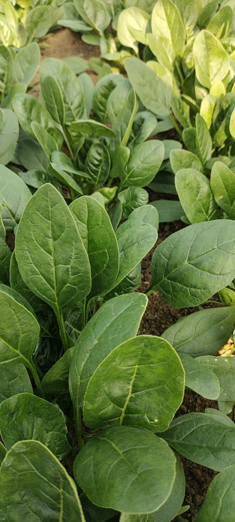 大叶菠菜15公分左右，小棵菠菜马上上市支持各种包装包邮