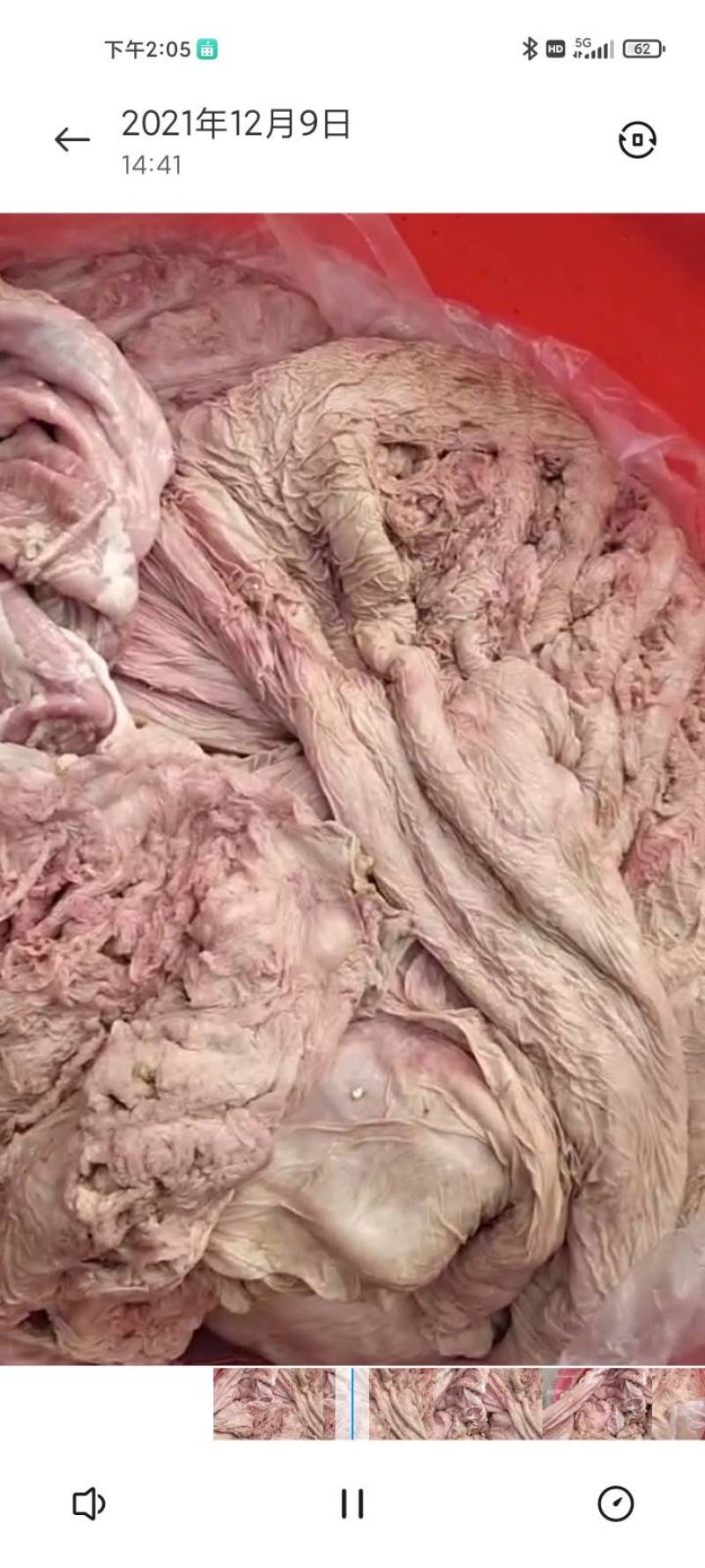 草原骆驼肚现宰洗干净生肚，十斤起包邮。