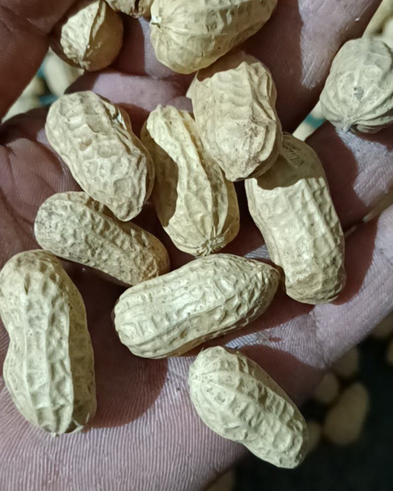 白沙双仁果，花育种子果，炒货果