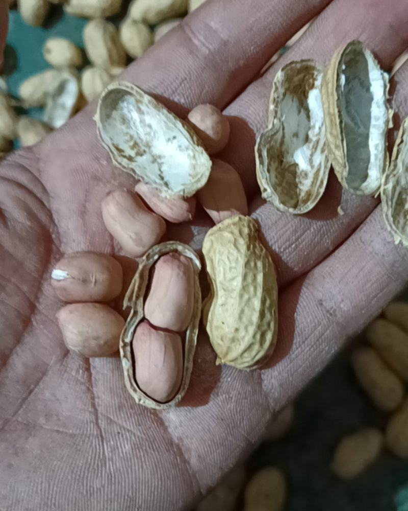 白沙双仁果，花育种子果，炒货果