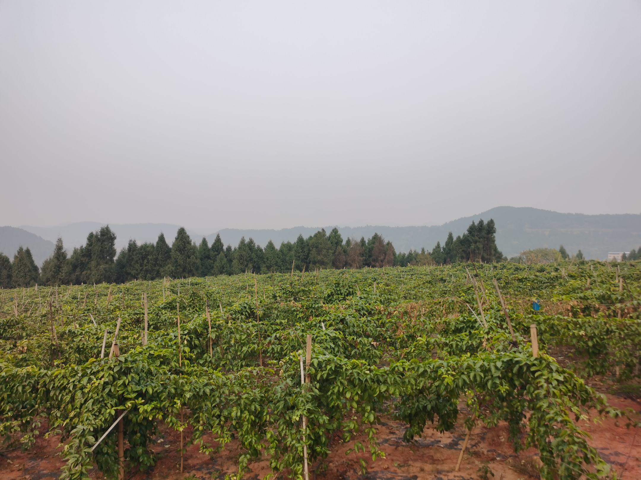 百香果种植园航拍图