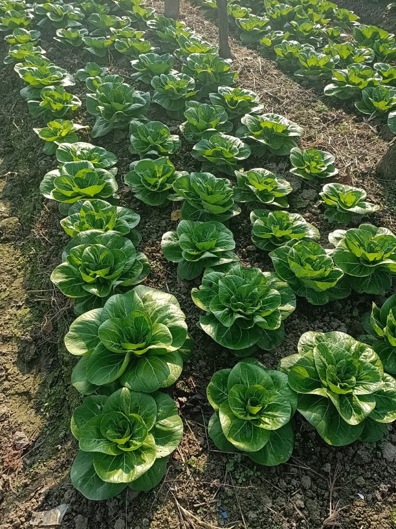 矮将军青菜